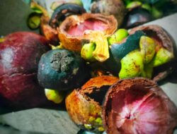 Rahasia Kesehatan Tersembunyi dari Kulit Manggis