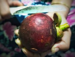 6 Cara Mengolah Kulit Buah Manggis Agar Bisa Dikonsumsi