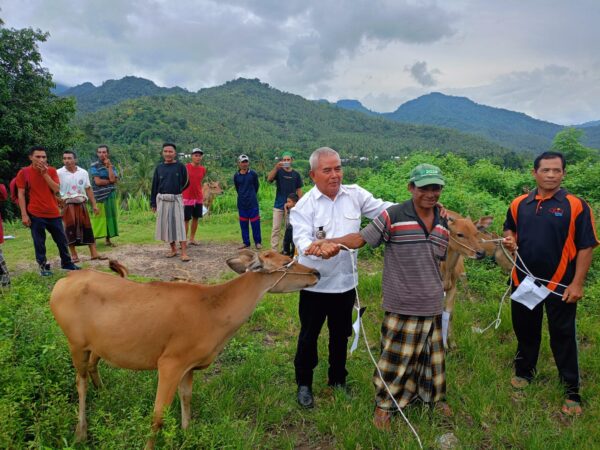 Desa Sama Guna Bagikan Belasan Sapi ke Warga Program Ketahan Pangan