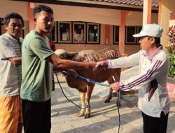 Idul Adha 1445 Hijriah, SDN 1 Jontlak Sembelih Satu Ekor Sapi