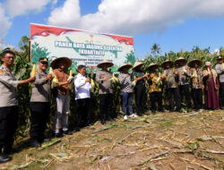 Polresta Mataram Panen Raya Jagung di Desa Sesela Lobar