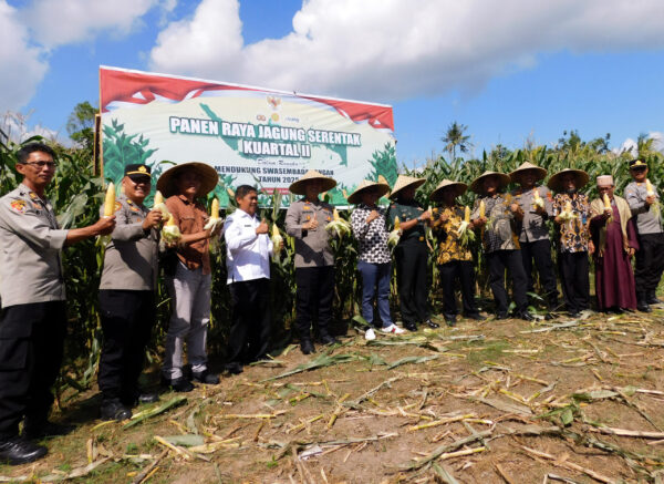 Polresta Mataram Panen Raya Jagung di Desa Sesela Lobar