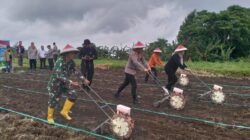 Polri Turun ke Sawah! Kapolres KLU Pimpin Penanaman Jagung Serentak di Kayangan demi Swasembada Pangan