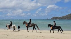 Wajah Baru Tanjung Aan Mandalika: Patroli K-9 dan Pasukan Berkuda Siap Kawal Wisatawan!