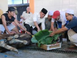 Polda NTB Potong Ratusan Hewan Kurban Pada Idul Adha 1447 H / 2026 M