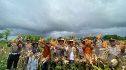 Sinergi Polri dan Petani: Kapolres Lombok Utara Terjun Langsung Panen Raya Jagung Bareng Presiden via Zoom
