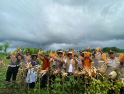 Sinergi Polri dan Petani: Kapolres Lombok Utara Terjun Langsung Panen Raya Jagung Bareng Presiden via Zoom
